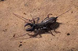 Scorpion Prints: Picture No. 10896150