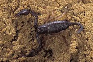 Scorpion Prints: Picture No. 10896152