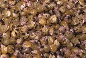 Grains Prints: Picture No. 10896155
