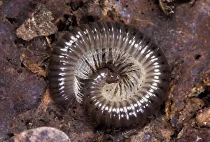Centipede Prints: Picture No. 10896160