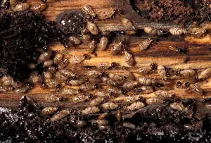 Termite Prints: Picture No. 10896171