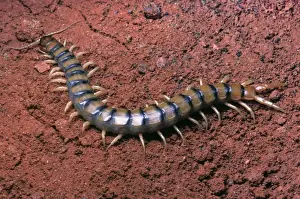 Centipede Prints: Picture No. 10896172