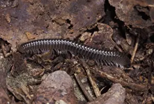 Centipede Prints: Picture No. 10896180