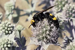 Wasp Prints: Picture No. 10896183