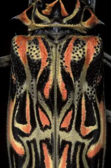 Longhorn Prints: Picture No. 10896184