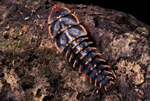 Trilobite Prints: Picture No. 10896202
