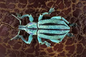 Weevil Prints: Picture No. 10896203