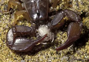 Scorpion Prints: Picture No. 10896205