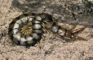 Centipede Prints: Picture No. 10896213