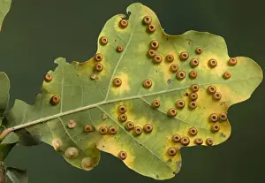 Wasp Prints: Picture No. 10896221