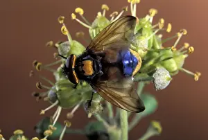 Parasitic Prints: Picture No. 10896225