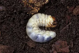 Larva Prints: Picture No. 10896231