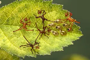 Bugs Prints: Picture No. 10896255