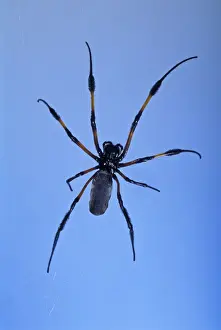 Nephila Prints: Picture No. 10896294