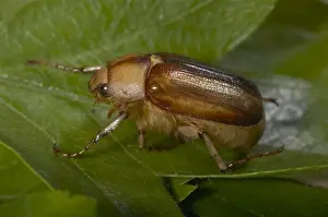 Beetle Prints: Picture No. 10896312