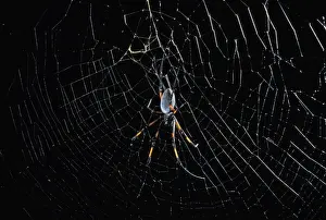 Nephila Prints: Picture No. 10896317