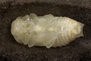Nymph Prints: Picture No. 10896323
