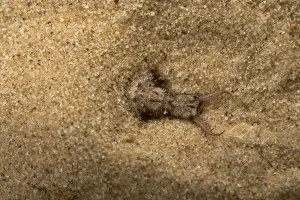 Antlion Prints: Picture No. 10896328