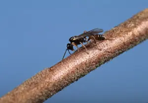 Wasp Prints: Picture No. 10896329