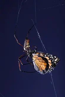 Plexippus Prints: Picture No. 10896333