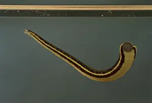 Leech Prints: Picture No. 10896335