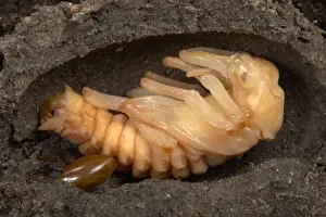 Nymph Prints: Picture No. 10896336
