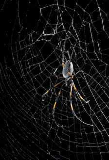 Nephila Prints: Picture No. 10896346