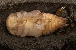 Nymph Prints: Picture No. 10896353