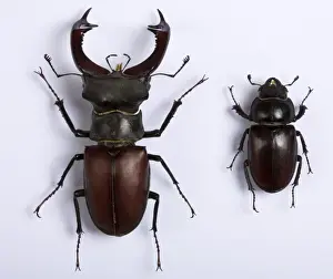Cervus Prints: Picture No. 10896355