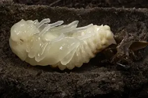 Nymph Prints: Picture No. 10896365
