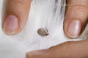 Ixodes Prints: Picture No. 10896373