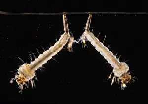 Larva Prints: Picture No. 10896374