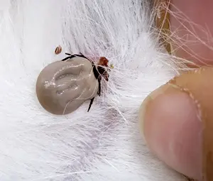 Ixodes Prints: Picture No. 10896389
