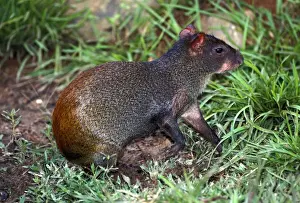 Agouti Prints: Picture No. 10896396