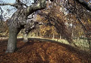 Fagus Prints: Picture No. 10896423