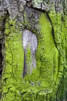 Lichens Prints: Picture No. 10896427