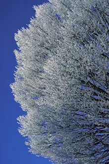 Picture No. 10896428