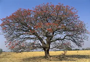 Flowering Prints: Picture No. 10896429