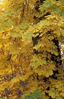 Aesculus Prints: Picture No. 10896440