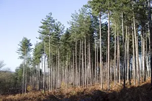 Pinus Prints: Picture No. 10896447