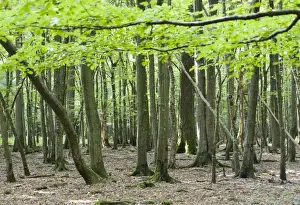 Picture No. 10896453