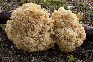Cauliflower Prints: Picture No. 10896454
