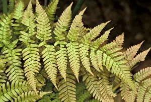 Fronds Prints: Picture No. 10896455