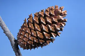 Cone Prints: Picture No. 10896456