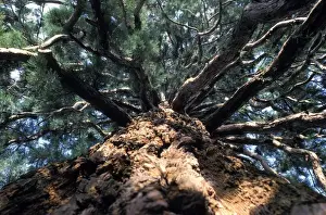 Sequoia Prints: Picture No. 10896458