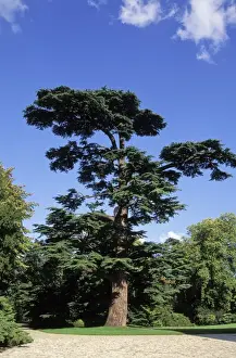 Cedar Prints: Picture No. 10896460