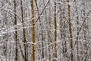 Picture No. 10896466