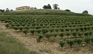 Plantations Prints: Picture No. 10896470