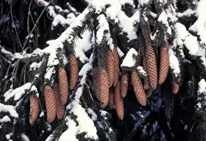 Cones Prints: Picture No. 10896476