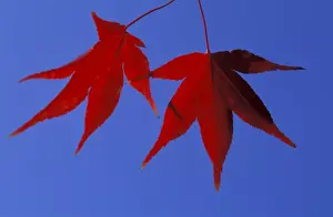 Acer Prints: Picture No. 10896481